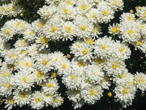 weiße chrysantheme blumen aus der nähe - flower head close up cut flowers cut out stock-fotos und bilder