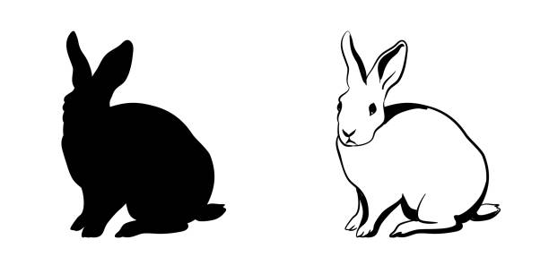 Hare Posing Silhouette Hand drawn vector illustration of a hare, looking at the camera and sitting for a brief moment silhouette of a black and white rabbit stock illustrations