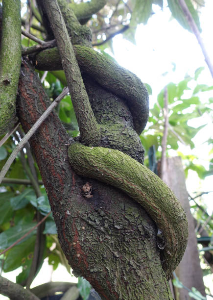 istock Lianas twisted around a tree  Climbing plant 1317566800