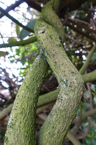 Lianas twisted around a tree  Climbing plant