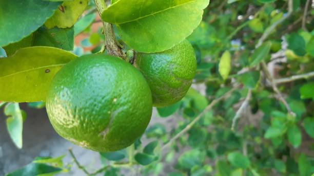 istock Green limes hanging on the tree. 1317567304