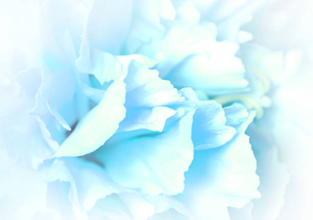 istock Extreme closeup of a carnation flower, selective focus 1317567942
