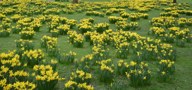 istock Daffodils in St James's Park London 1317570297