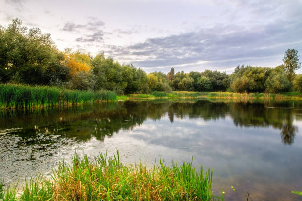 istock Beautiful summer landscape with lake 1317570366