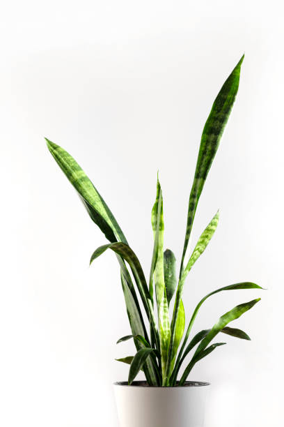 istock Sansevieria in white flower pot stands on a white background. 1317571110