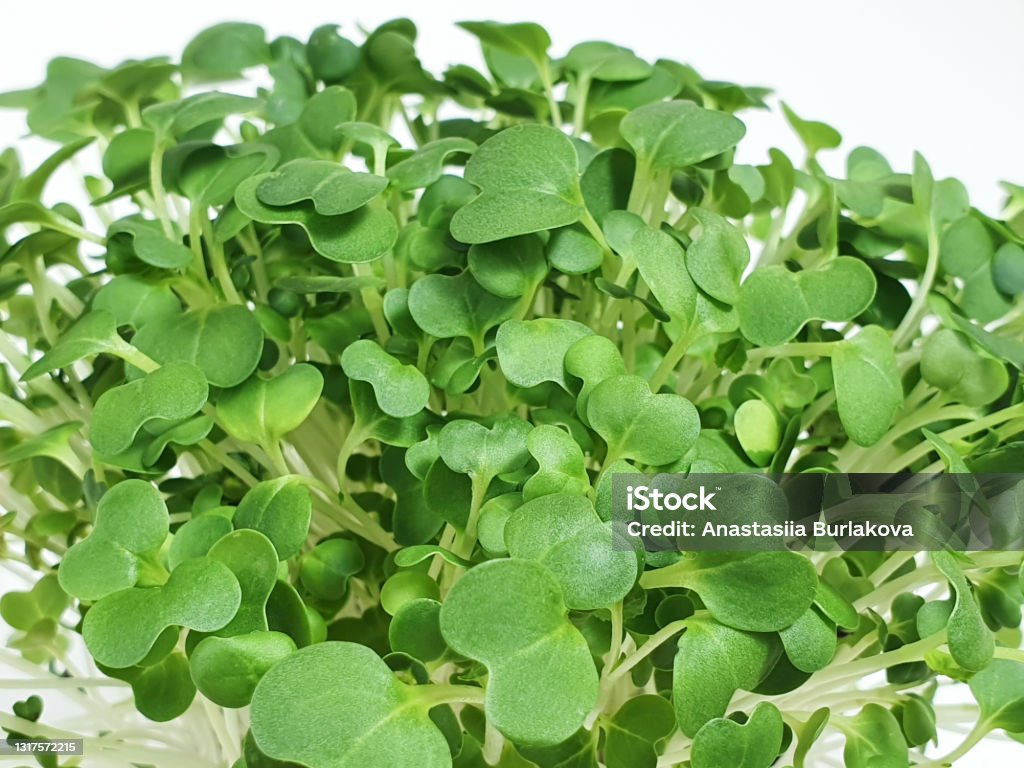 Bok choy micro greens isolated on white background with copy space. Micro green arugula sprouts. Young plants, seedlings and sprouts. Mockup, Macro, close-up Bok choy micro greens isolated on white background with copy space. Micro green arugula sprouts. Young plants, seedlings and sprouts. Mockup, Macro, close-up. Agriculture Stock Photo