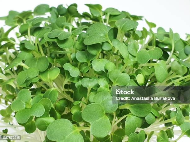 Bok Choy Micro Greens Isolated On White Background With Copy Space Micro Green Arugula Sprouts Young Plants Seedlings And Sprouts Mockup Macro Closeup Stock Photo - Download Image Now