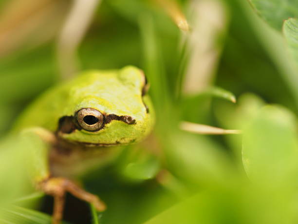 istock Tree frog in green grass, close up. 1317573343