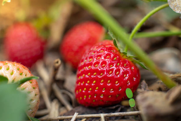 istock Ripe strawberry close up image 1317573813