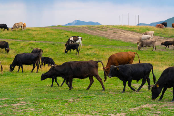 istock Herd of cows eating grass in the meadow 1317574601