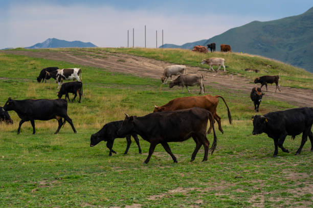 istock Herd of cows eating grass in the meadow 1317574603