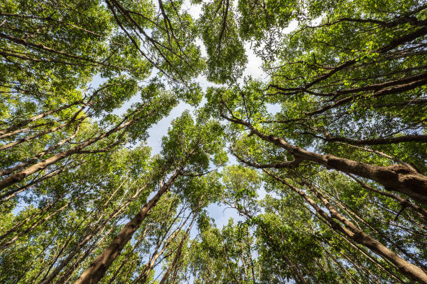 istock worm eye view with the trees in the deep forest 1317574718