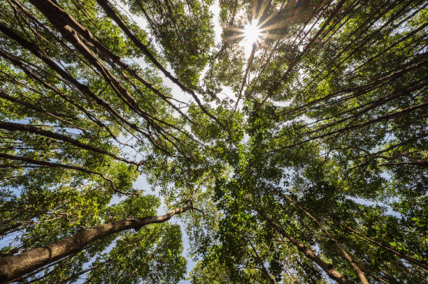 istock worm eye view with the trees in the deep forest 1317574768