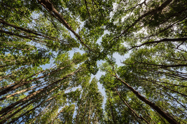 istock worm eye view with the trees in the deep forest 1317574775