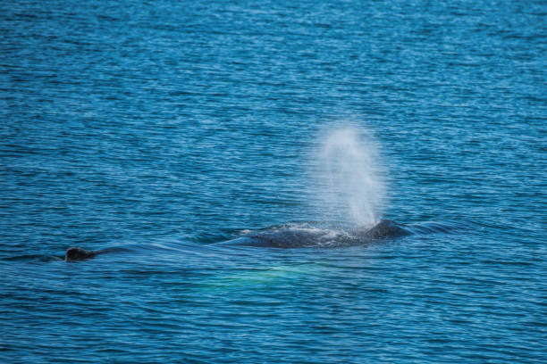 istock Whale in the Dalvik Fjord 1317574871