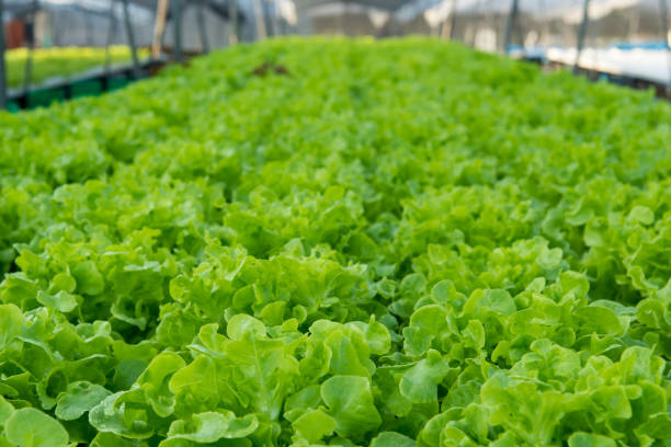 istock Green Oak, vegetable salad in farm 1317575241