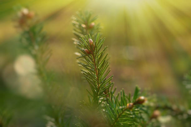 istock Fir branch with needles close-up on a green blurred background. 1317576008