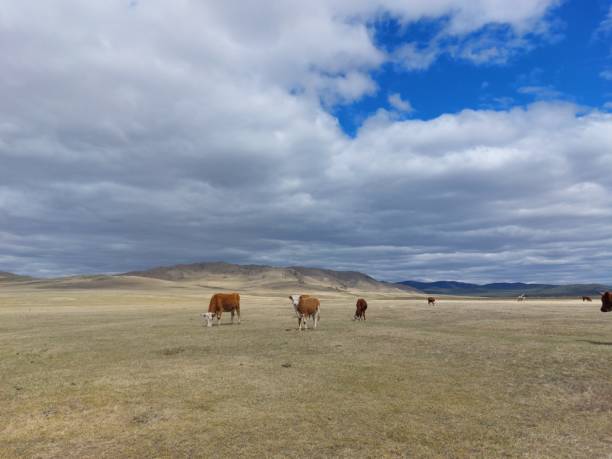 istock Grazing herd of cows on spring meadow steppe under blue sky with fluffy white clouds 1317576431