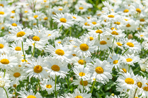 Oxeye daisy flowerbed in Swedish summer garden