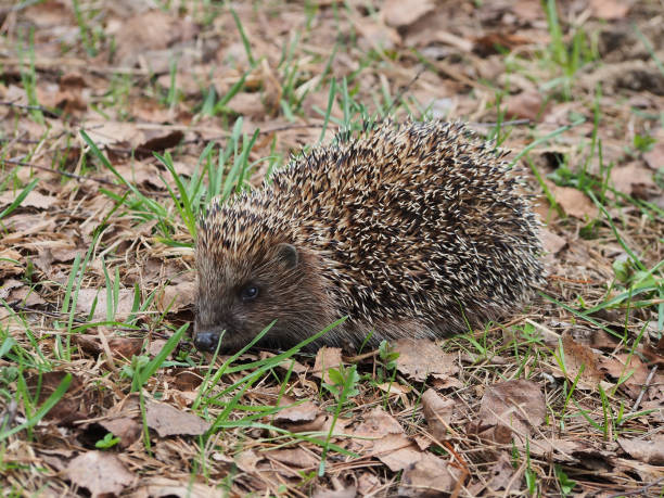 istock Hedgehog, portrait in profile, close-up. 1317576851