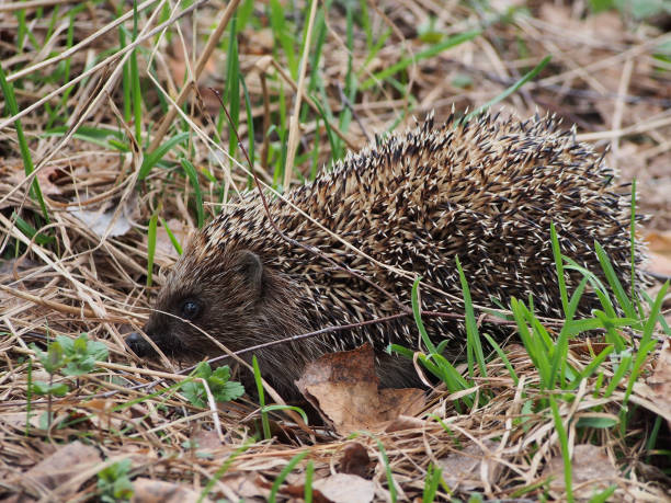 istock Hedgehog, portrait in profile, close-up. 1317576858