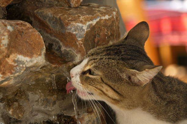 Drinking cat on Crete in Greece, Europe