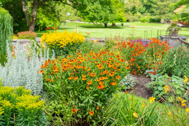 Orange flowerbed Multicolored summer flowerbeds botanical garden stock pictures, royalty-free photos & images