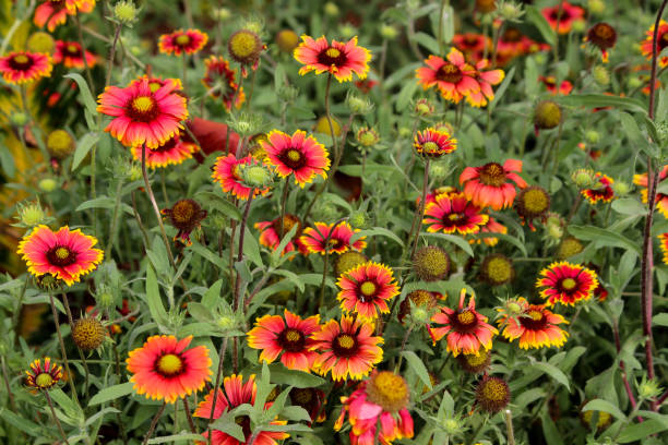 istock THE ORCHID DAHLIA FLOWERBED 1317578813