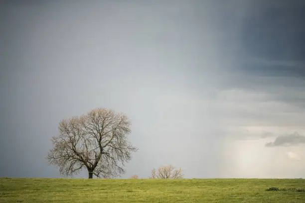 Photo of Storm clouds and heavy rain pouring down behind lone tree.