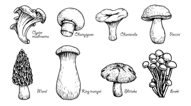 illustrations, cliparts, dessins animés et icônes de ensemble de champignons divers. style dessiné à la main croquis. huître, champignon, chanterelle, porcini, morel, trompette, shiitake, enoki. illustrations vectorielles. - edible mushroom mushroom fungus porcini mushroom