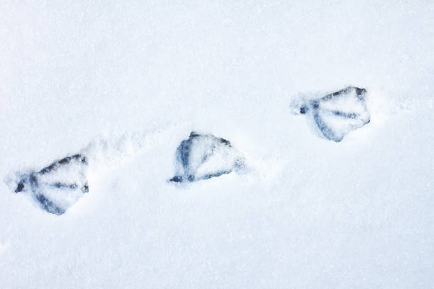 istock Three tracks from duck paws were printed on a snowy surface, the duck passed from left to right. Close-up. 1317580356