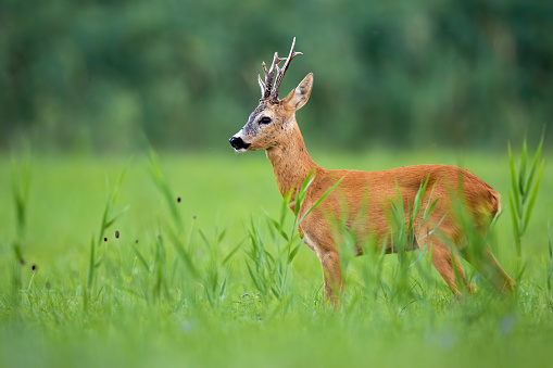 Female roe deer (Capreolus capreolus) standing in a harvested barley field searching her fawn. The same drama as every year.