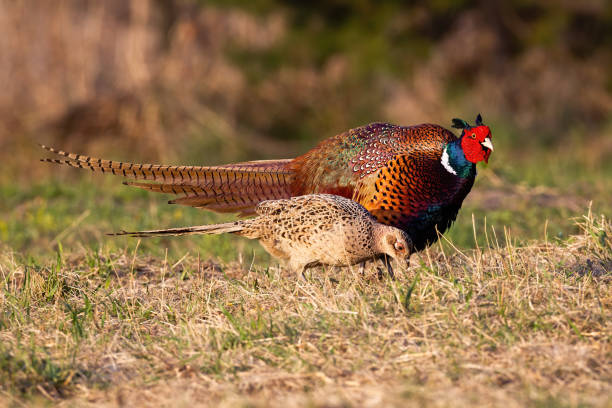 istock Two common pheasants moving on meadow in spring nature 1317580427