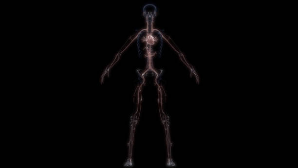 istock Human Internal Organ Heart with Circulatory System Anatomy 1317580668