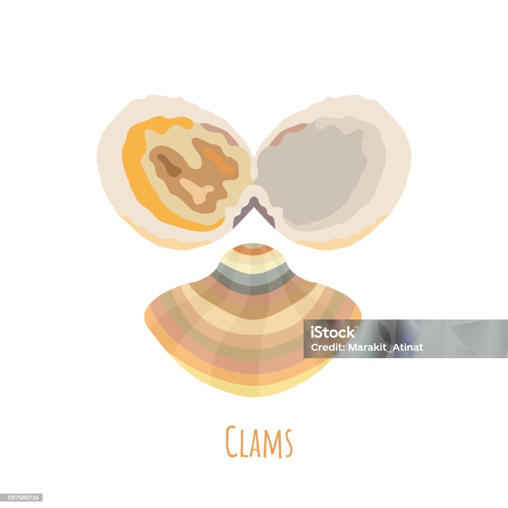 Clam Shell Shapes Clams Shells In Flat Style Isolated On White Stock Illustration ...
