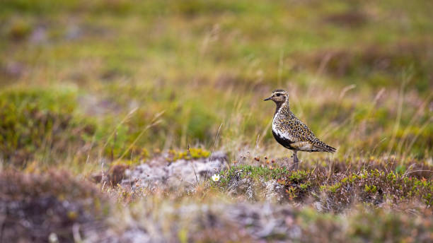 istock European golden plover looking on field with copy space 1317580788