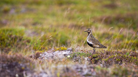 European golden plover, pluvialis apricaria, looking on field with copy space. Brown bird standing on moorland in Iceland. Spotted animal staring on meadow.