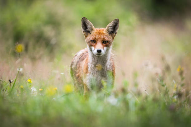 istock Red fox looking to the camera on blossoming meadow in summer 1317580871