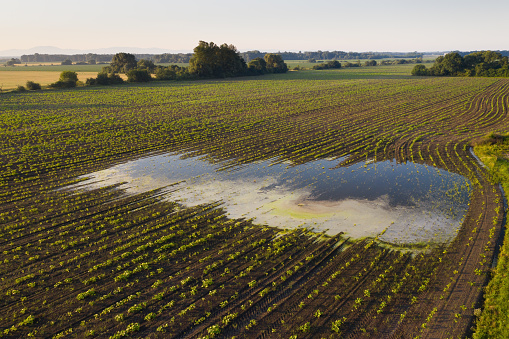 Rural scene with a flooded field in summer nature from drone. Wide angle of a country in the morning with water standing in agricultural area.