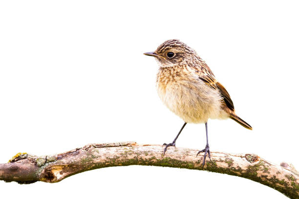 istock European stonechat sitting on branch cut out on blank 1317581801