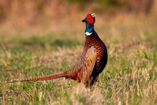 istock Common pheasant lekking on field in springtime nature 1317581913