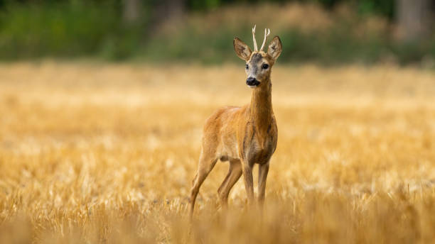 istock Young roe deer buck with small antlers on a stubble filed in summer 1317581966
