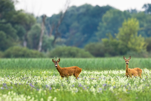 Couple roe deer, capreolus capreolus, walking on blooming meadow in summer. Buck with doe looking on blossoming glade in rutting season. Two mammal moving in wildflowers.