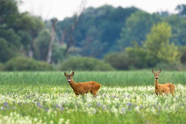 Couple of roe deer walking on blooming meadow in summer Couple roe deer, capreolus capreolus, walking on blooming meadow in summer. Buck with doe looking on blossoming glade in rutting season. Two mammal moving in wildflowers. doe photos stock pictures, royalty-free photos & images