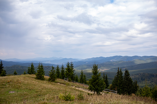 Magnificent view the coniferous forest on the mighty Carpathians Mountains and beautiful cloudy sky background. Beauty of wild virgin Ukrainian nature, Europe. Popular tourist attraction