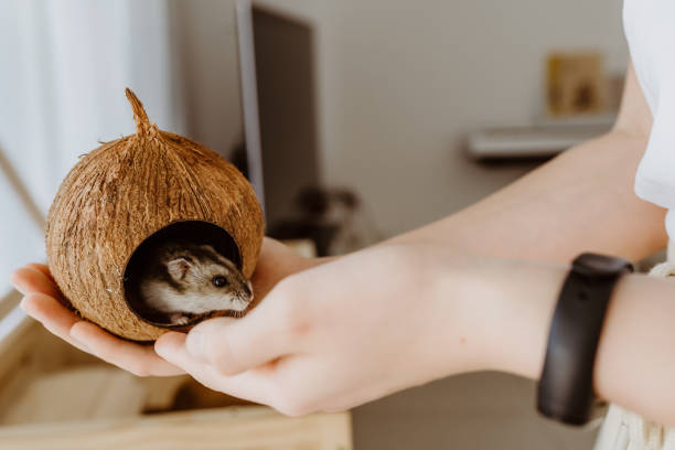 Child hands playing with little hamster pet holding it in coconut shell. Friendship, care, togetherness. Kid leisure activity and lifestyle. stock photo