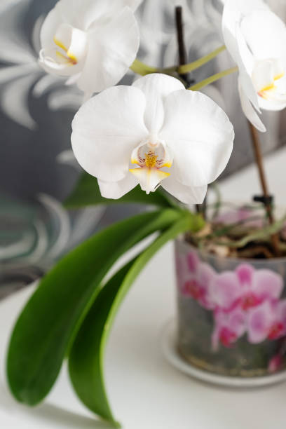 istock White potted phalaenopsis orchid in full bloom 1317583937