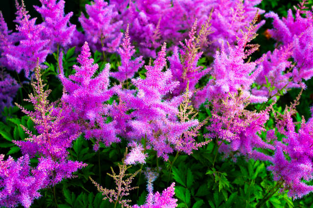 istock autumn astilba. Pink flower blossom on field. 1317585075