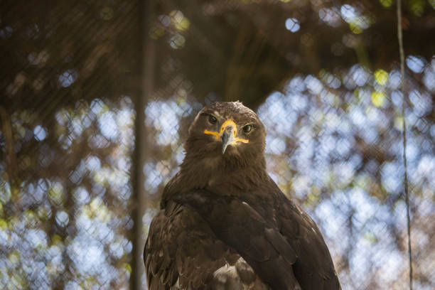 Wild eagle, bird of prey, animals and nature