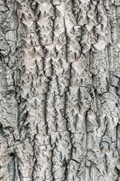 Photo of The texture of the bark of a deciduous tree.